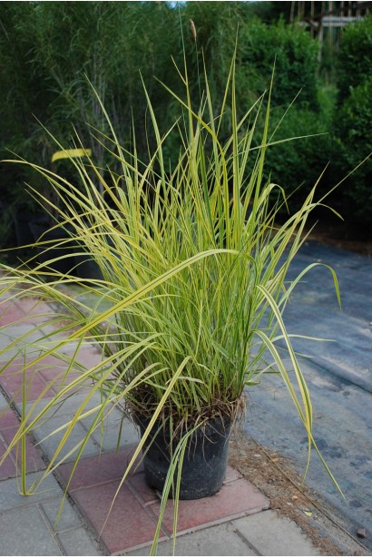 Лепешняк великий Варієгата - 3л/вис.20-30см/Ø20-30см